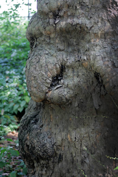 istock A vision for the humanity of the trees. 890423796