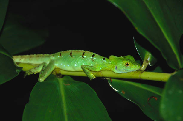 istock Lizard Rests On a Twig at Nighttime in Costa Rica 890423840