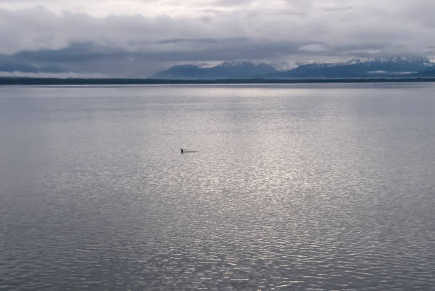 istock Lone Humpback Whale Tail in Vast Grey Alaska Ocean 890423962