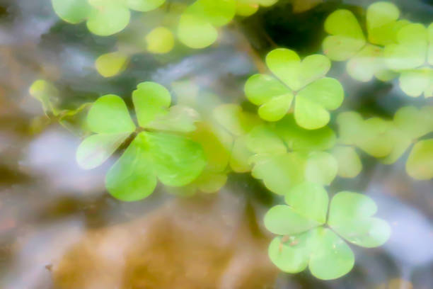 Clover or Shamrocks Sit Just Below Surface of Water stock photo