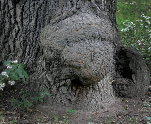 istock A vision for the humanity of the trees. 890424042