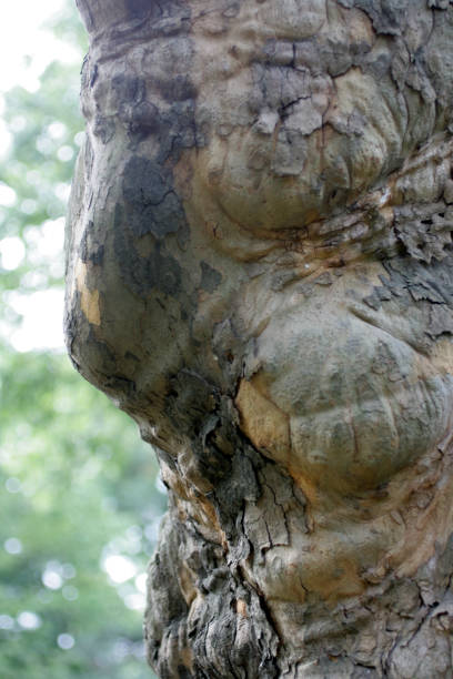 istock A vision for the humanity of the trees. 890426522