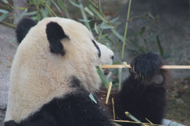 istock Giant pandas eating bamboo endangered bears 890426594