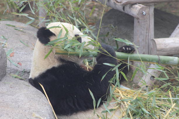 istock Giant pandas eating bamboo endangered bears 890426596