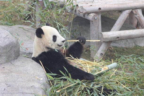 istock Giant pandas eating bamboo endangered bears 890426600