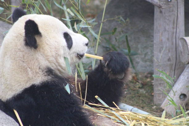 istock Giant pandas eating bamboo endangered bears 890426614