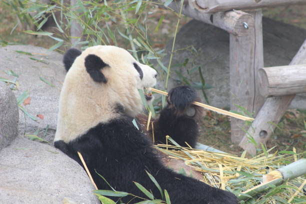 istock Giant pandas eating bamboo endangered bears 890426616