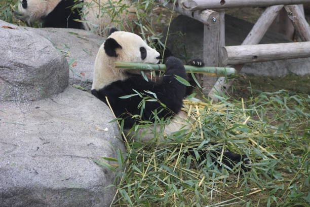 istock Giant pandas eating bamboo endangered bears 890426618