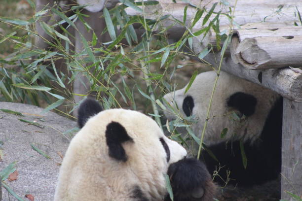 istock Giant pandas eating bamboo endangered bears 890426622