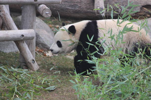 istock Giant pandas eating bamboo endangered bears 890426638