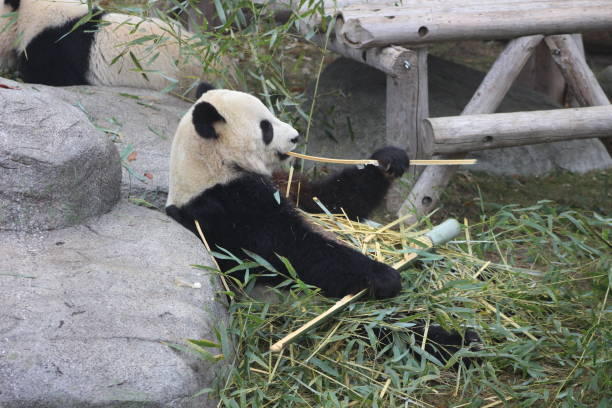 istock Giant pandas eating bamboo endangered bears 890426640