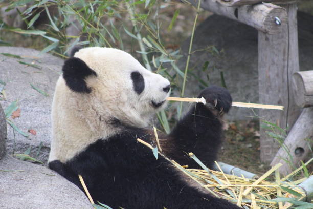 istock Giant pandas eating bamboo endangered bears 890426646