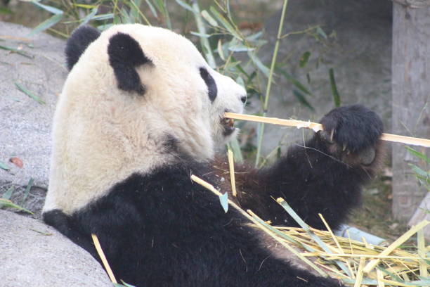 istock Giant pandas eating bamboo endangered bears 890426660
