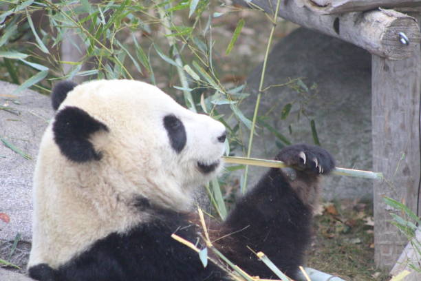 istock Giant pandas eating bamboo endangered bears 890426666