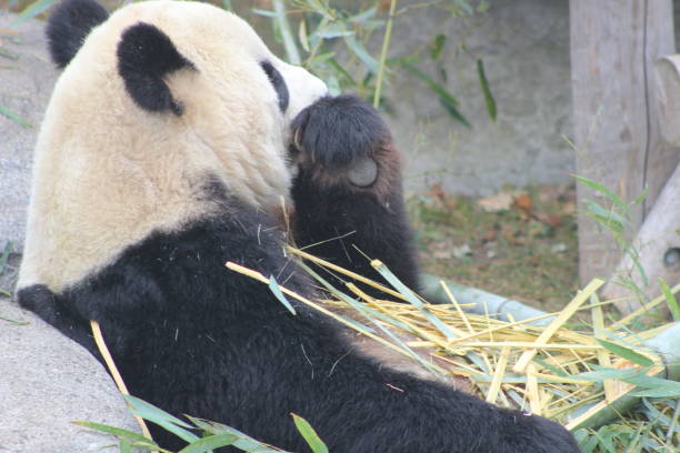 istock Giant pandas eating bamboo endangered bears 890426668