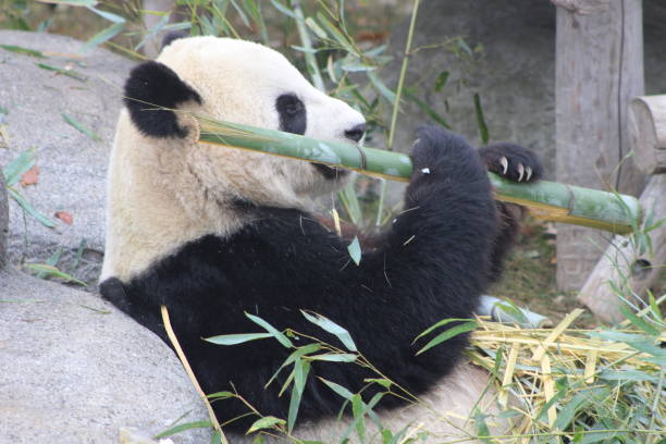 istock Giant pandas eating bamboo endangered bears 890426670