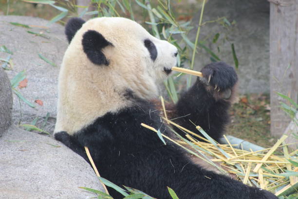 istock Giant pandas eating bamboo endangered bears 890426672