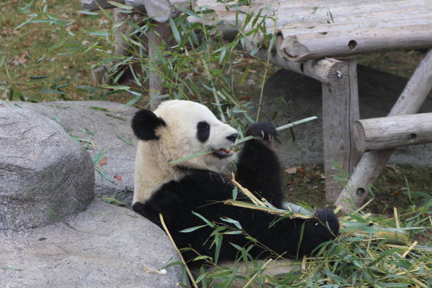 istock Giant pandas eating bamboo endangered bears 890426682