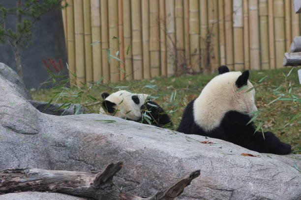 istock Giant pandas eating bamboo endangered bears 890426690