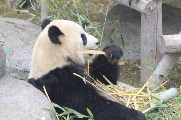 istock Giant pandas eating bamboo endangered bears 890426696