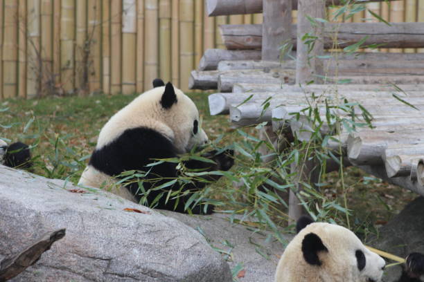 istock Giant pandas eating bamboo endangered bears 890426698