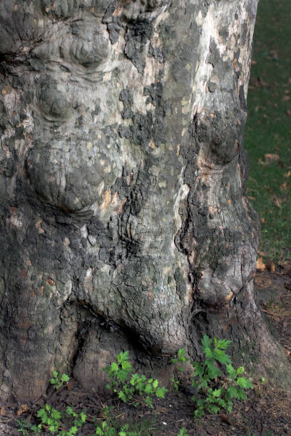 istock A vision for the humanity of the trees. 890426710