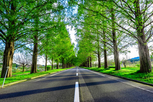 istock Metasequoia trees and roads 890434342