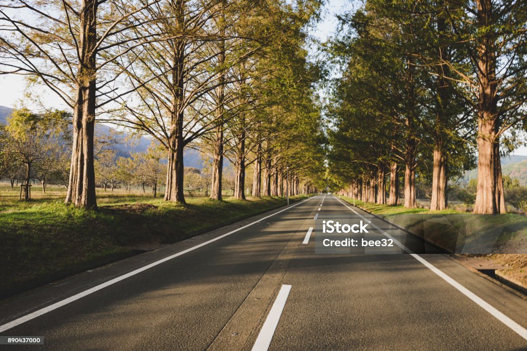 Metasequoia trees and roads Asia Stock Photo