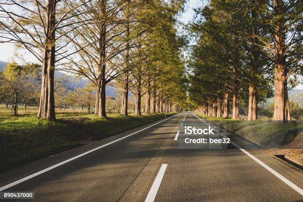 Metasequoia Trees And Roads Stock Photo - Download Image Now - Asia, Copy Space, Driveway