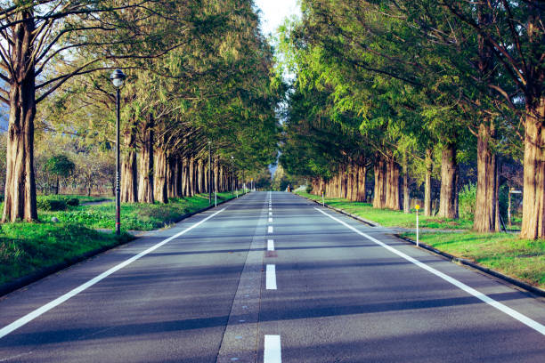 istock Metasequoia trees and roads 890437214