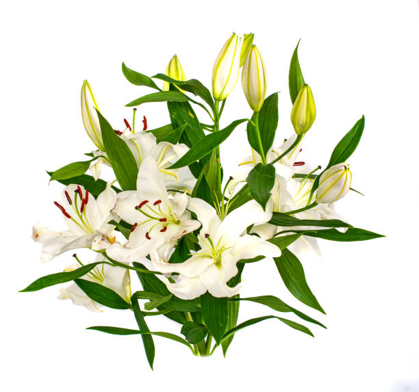 istock large flowers of a lily, close-up, white background. isolate. 890451186