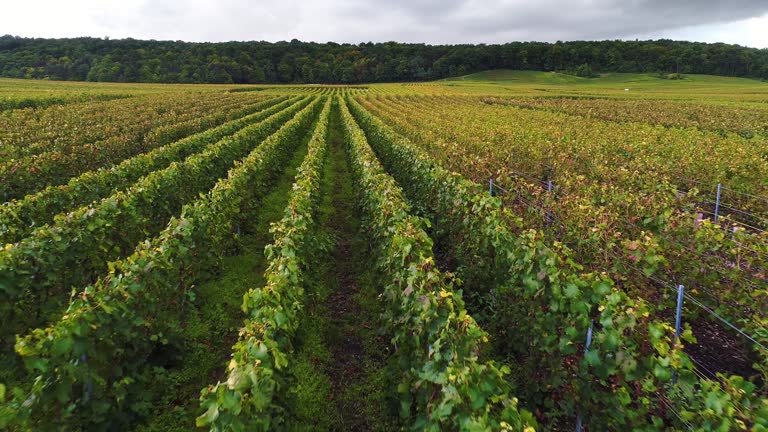 Close up flying over vineyard in France