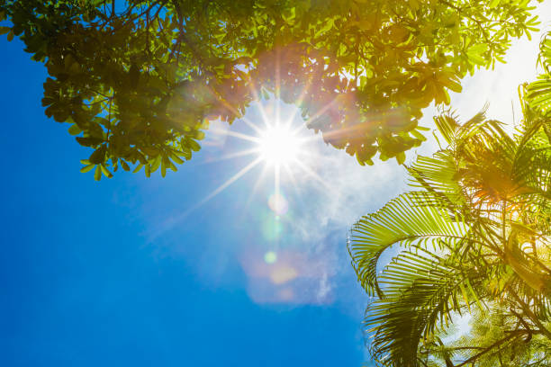 istock beautiful sunlight through trees with sky blue in sping season. 890461674