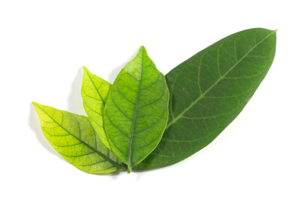 istock Green leaf isolated on white background. For background Graphic or Texture. 890461720