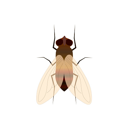 Vector Flying Insect Fly Insect Vector Illustration Isolated On A White Background Stock ...