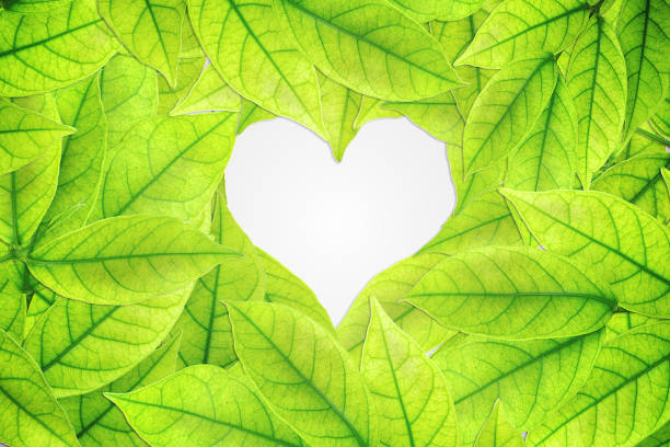 istock White heart background of green leaf frame. Image with copy space 890464384