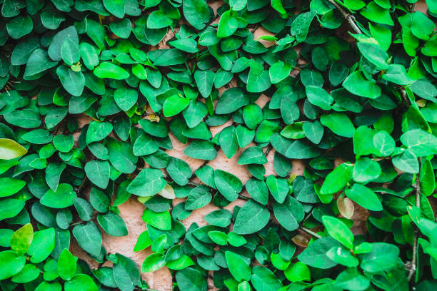 istock The Green Creeper Plant on a brick Wall Creates a Beautiful Background 890464574