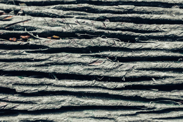 istock Texture of old tree stump with cracks, wooden background 890470290