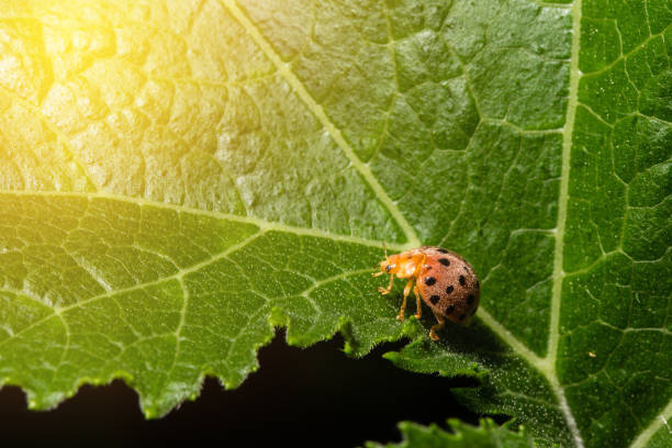 istock Ladybug or Ladybird or Lady beetle or Coccinellidae  sitting on a green leaf with sun light, macro 890487324