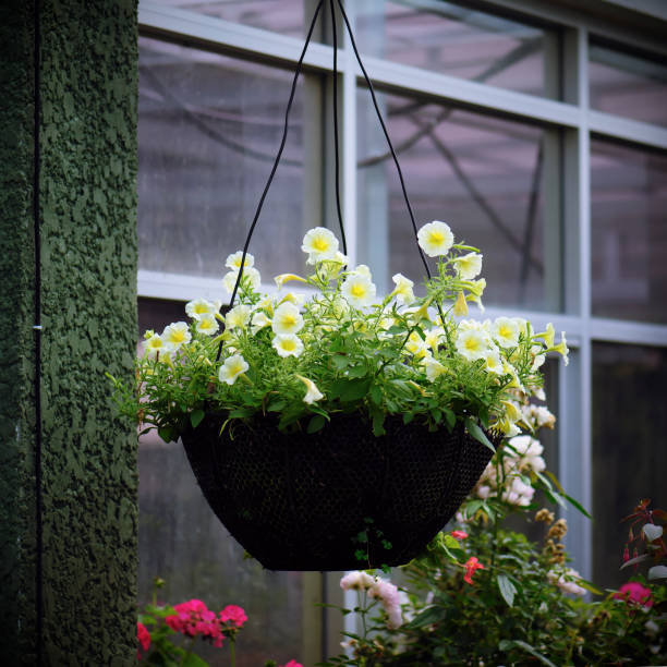 Petunia in hanging basket
