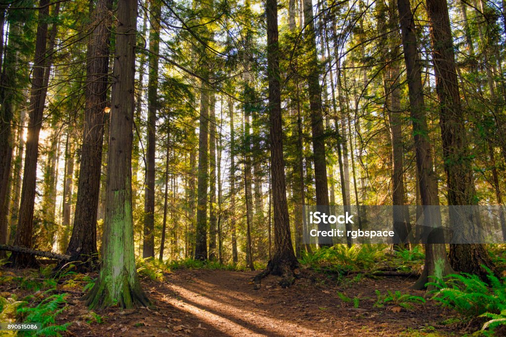 Rayos del sol filtrado a través del follaje del bosque en un parque provincial de isla de Vancouver - Foto de stock de Bosque libre de derechos