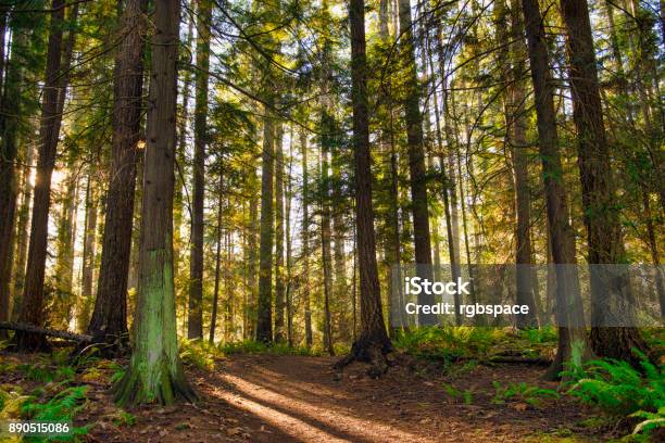 Rayos Del Sol Filtrado A Través Del Follaje Del Bosque En Un Parque Provincial De Isla De Vancouver Foto de stock y más banco de imágenes de Bosque