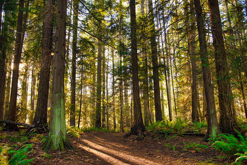 Sunrays filtering thru the forest foliage in a Vancouver Island provincial park, British Columbia, Canada