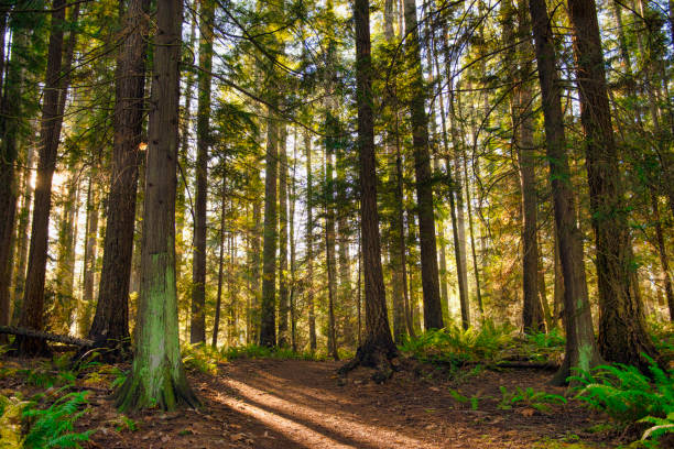Sunrays filtering thru the forest foliage in a Vancouver Island provincial park stock photo