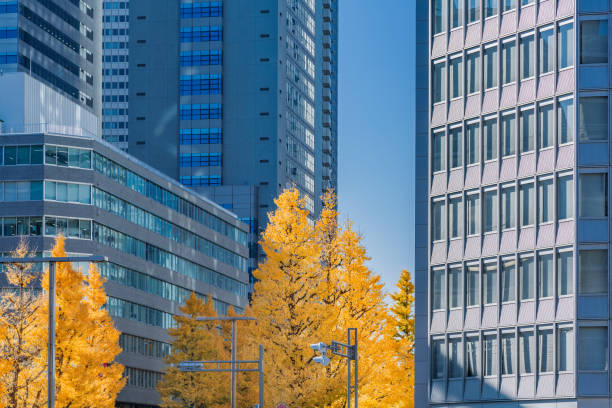 otoño y edificio urbano grupo hojas de árboles - ginkgo tree ginkgo tree japan fotografías e imágenes de stock