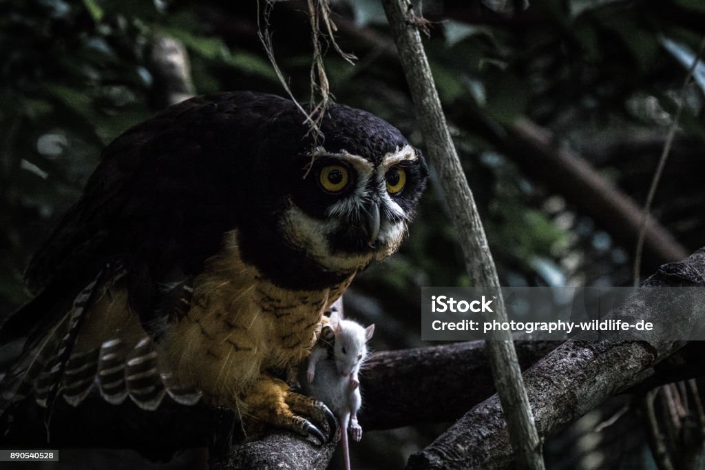 Costa Rican owl with prey An owl from Costa Rica in a wildlife sanctuary with prey Animal Stock Photo