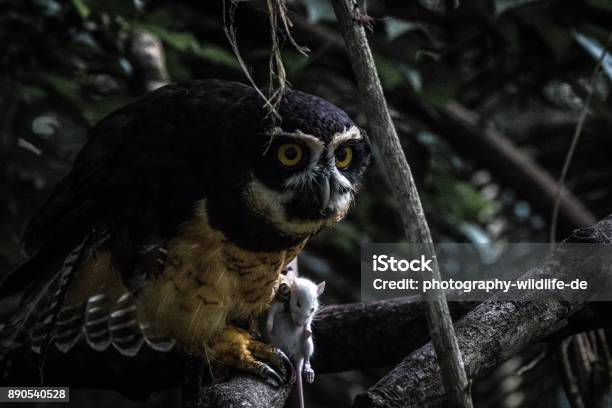 Costa Rican Owl With Prey Stock Photo - Download Image Now - Animal, Animal Behavior, Animal Body Part