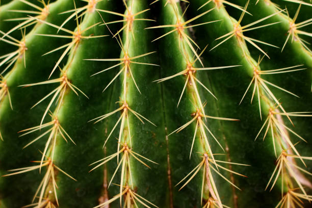 istock Close Up Beautiful Green Thorn Echinocactus grusonii Cactus for Background or Wallpaper 890543128