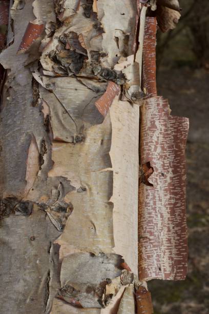 bouchent la vue sur un tronc d’arbre de birch river avec sa belle écorce robuste - bark textured close up tree photos et images de collection