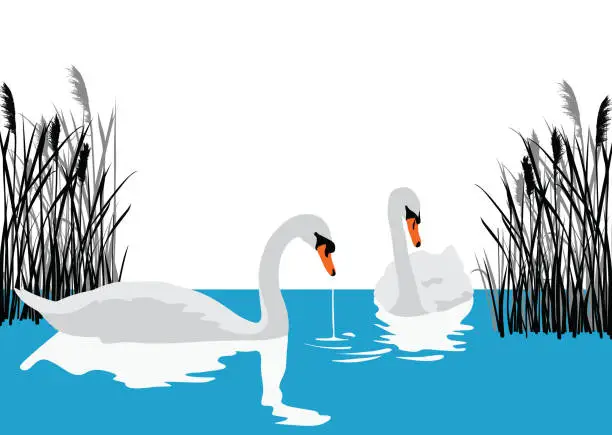 Vector illustration of Dancing Swan Ponds